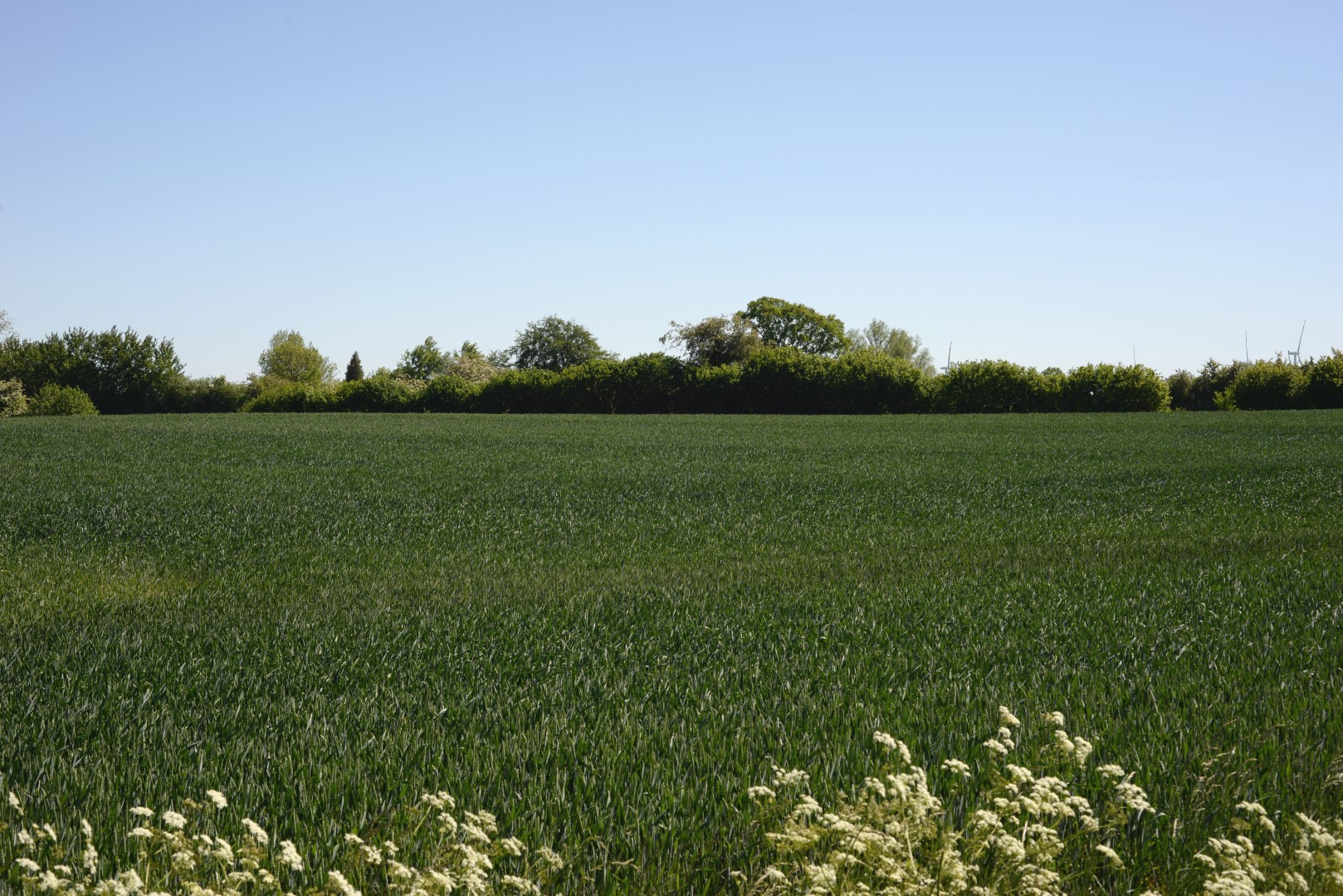 Before image