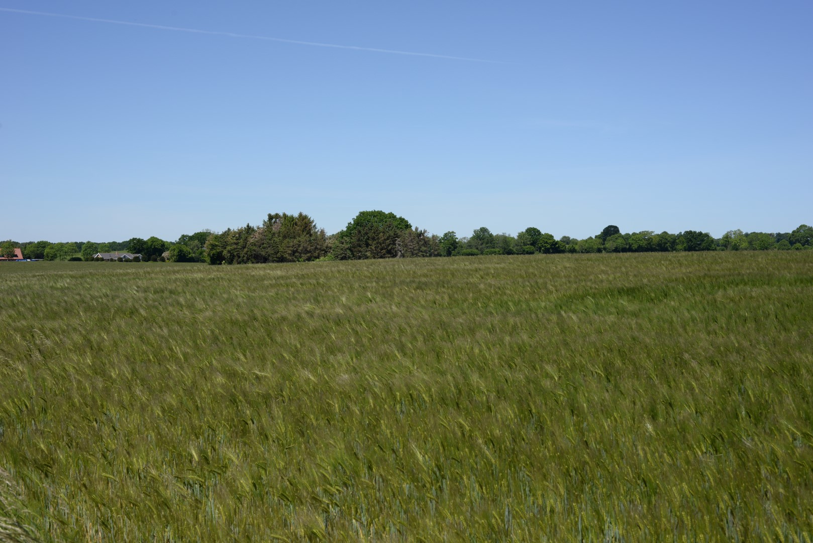 Before image